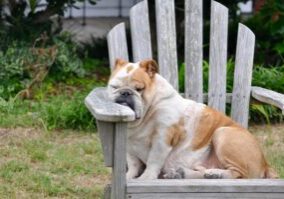 Pug Napping